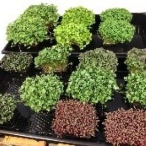Microgreens (1) Microgreens (1)